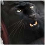 FoamTouch GC GAVENO CAVAILIA Luxury 3D Animal Printed Wildlife Throw, Easy Care Soft & Cosy Light Weight Sofa Settee Blanket